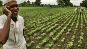 Millet Cultivation