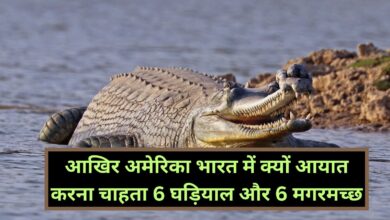 America News :आखिर अमेरिका भारत में क्यों आयात करना चाहता 6 घड़ियाल और 6 मगरमच्छ, जानिए इसके पीछे का गहरा राज