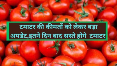 Tomato Price:टमाटर की कीमतों पर बड़ा अपडेट,10 दिन बाद सस्ते होने की संभावना