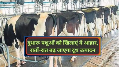 Diary Farming:दुधारू पशुओं को खिलाएं ये आहार, रातों-रात बढ़ जाएगा दूध उत्पादन