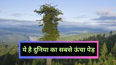 Tallest Tree Of World:ये है दुनिया का सबसे ऊंचा पेड़,जानिए यह कहां पर है और इसकी ऊंचाई कितनी है