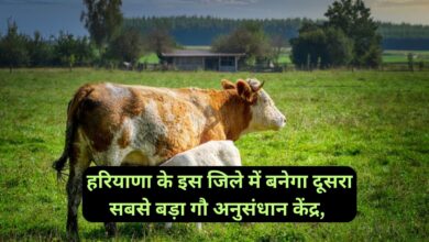 Cow Research Center:हरियाणा के इस जिले में बनेगा दूसरा सबसे बड़ा गौ अनुसंधान केंद्र, गायों का होगा संरक्षण
