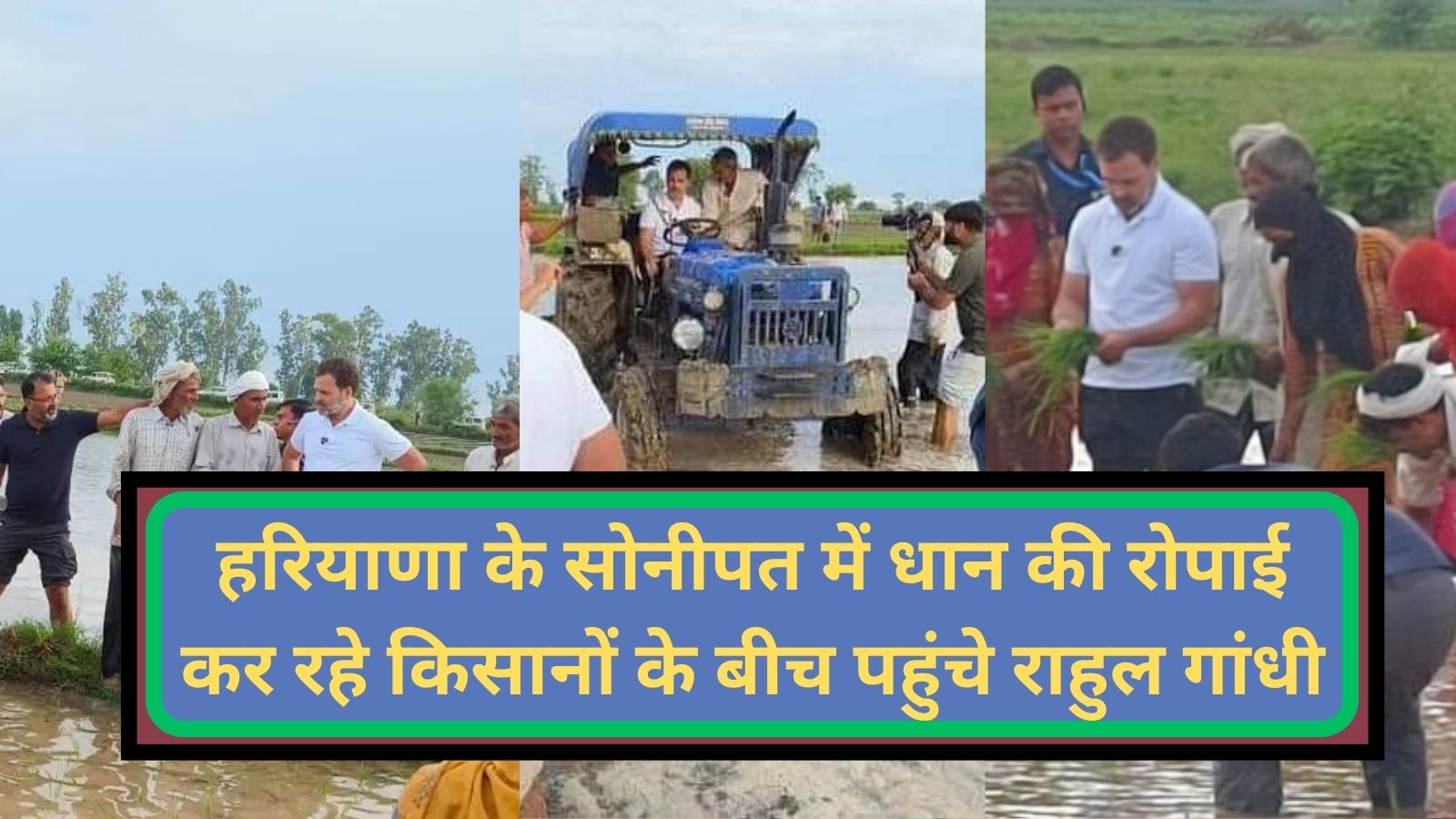 Rahul Gandhi:हरियाणा के सोनीपत में धान की रोपाई कर रहे किसानों के बीच पहुंचे राहुल गांधी! राहुल गांधी ने किसानों और मजदूरों से कृषि पर की बातचीत