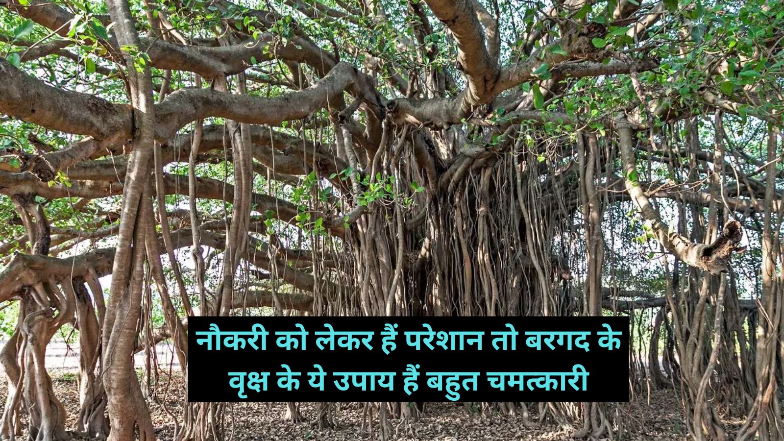 Bargad Ke Upay: नौकरी को लेकर हैं परेशान तो बरगद के वृक्ष के ये उपाय हैं बहुत चमत्कारी, मिलेगा फायदा