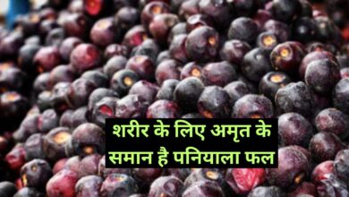 Paniyala fruit:शरीर के लिए अमृत के समान है पनियाला फल,पाचन के लिए फायदेमंद,जानिए पनियाला फल के फायदे