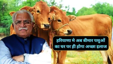 Haryana News:हरियाणा मे अब बीमार पशुओं का घर पर ही होगा अच्छा इलाज,विशेष मोबाइल वाहन सेवा शुरू