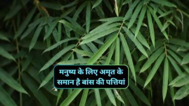Bamboo Leaves Benefits:मनुष्य के लिए अमृत के समान है बांस की पत्तियां,