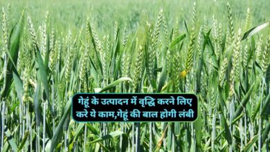 Increase Yield Wheat:गेहूं के उत्पादन में वृद्धि करने लिए करे ये काम,गेहूं की बाल होगी लंबी