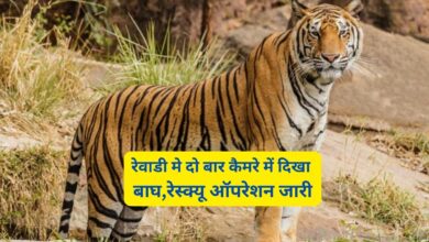Tiger In Rewari:रेवाडी मे दो बार कैमरे में दिखा बाघ,रेस्क्यू ऑपरेशन जारी