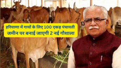 Cow Shelter:हरियाणा में गायों के लिए 100 एकड़ पंचायती जमीन पर बनाई जाएगी 2 नई गौशाला