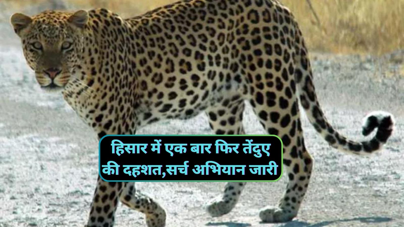 Hisar Leopard Scare