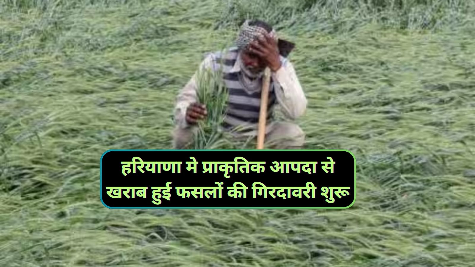 Crop Girdawari Haryana